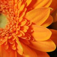 Flores anaranjadas - Fleurop.com